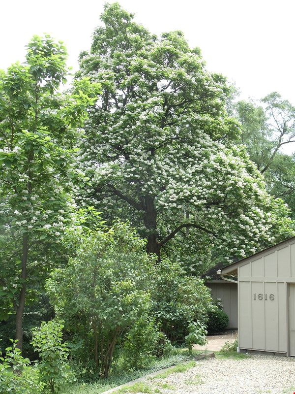 2 bedroom House for rent in Ann Arbor listing 85824