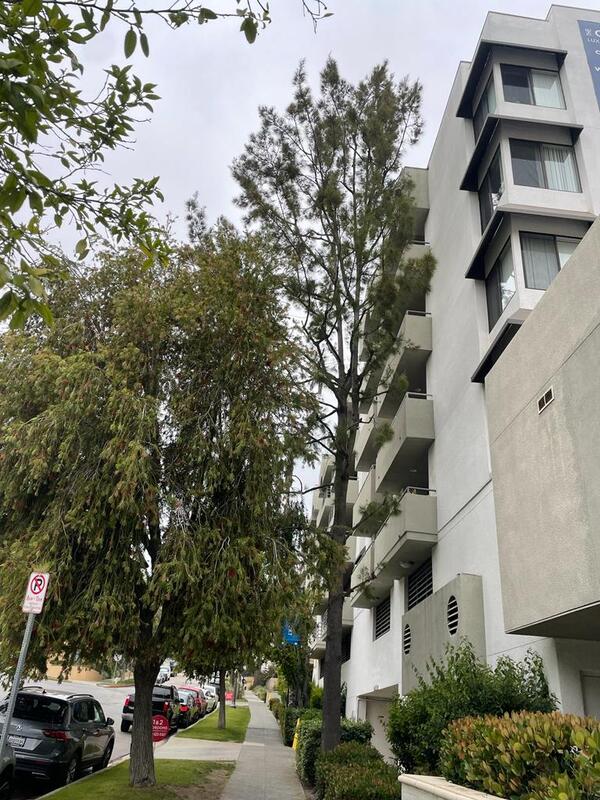 1 bedroom Apartment or Condo for rent in Los Angeles listing 157788